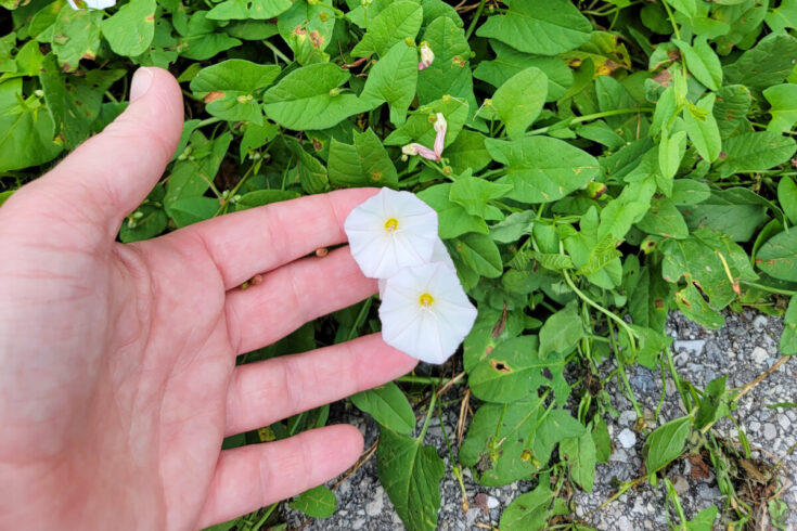 Dealing With Bindweed – The Best Approach to Eliminate It