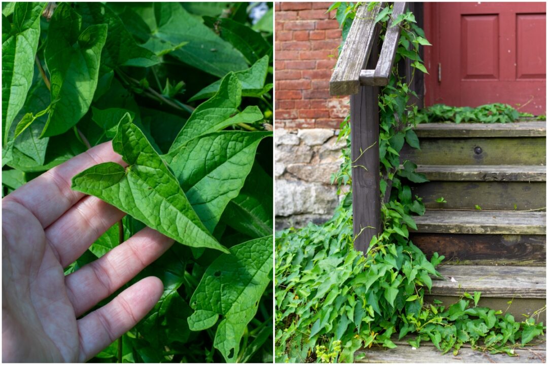 Dealing With Bindweed – The Best Approach to Eliminate It
