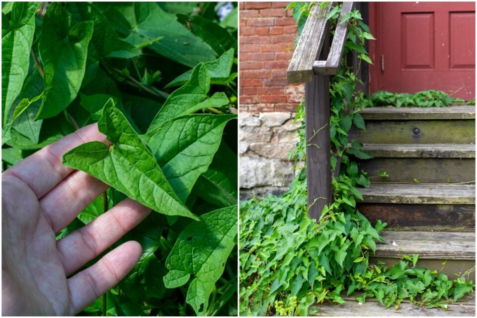 Dealing With Bindweed – The Best Approach to Eliminate It
