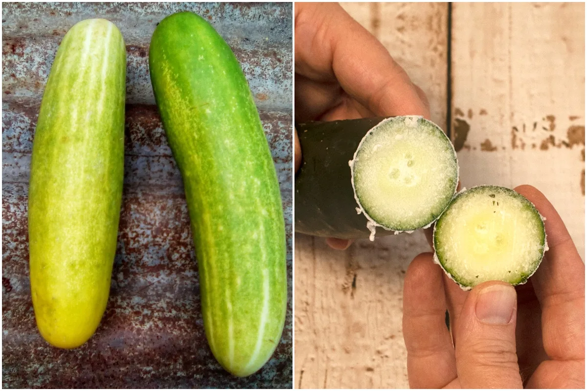 Bitter Cucumbers: Why It Happens & How To Fix It