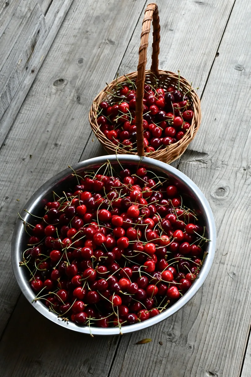 A basket and a large bowl full of freshly picked cherries. 