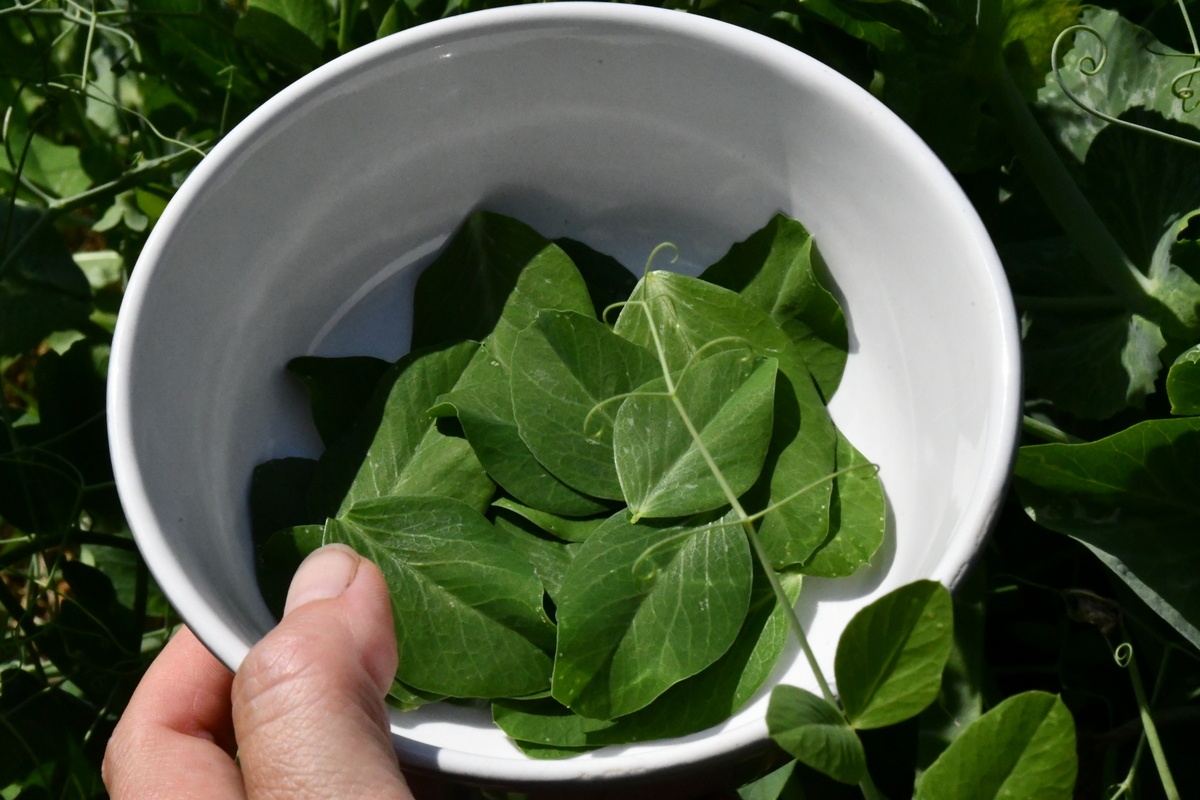 Pea leaves in a bowl
