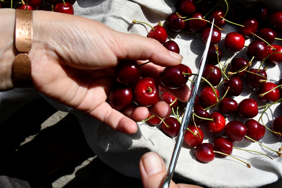 Woman's hand cutting the stem from a cherry.