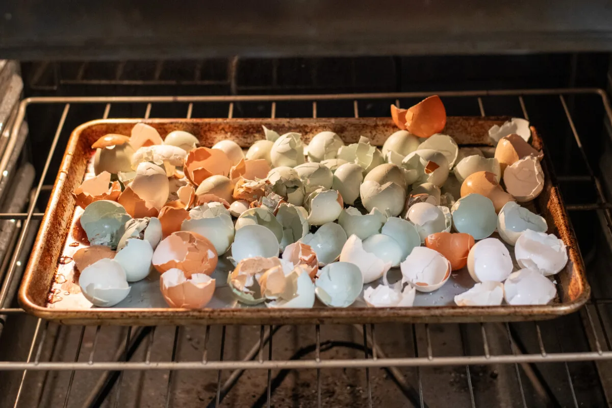 Eggshells on a baking sheet in an oven.