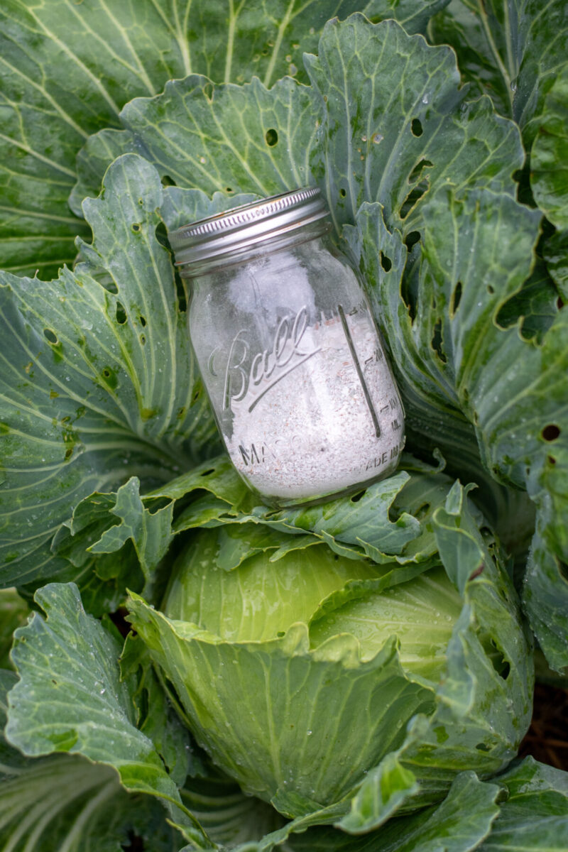 Jar of powdered eggshells setting amid a growing head of cabbage