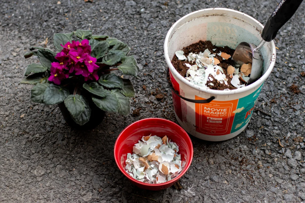 African violet, a red bowl with eggshells and a bucket with soil and crushed eggshells in it.