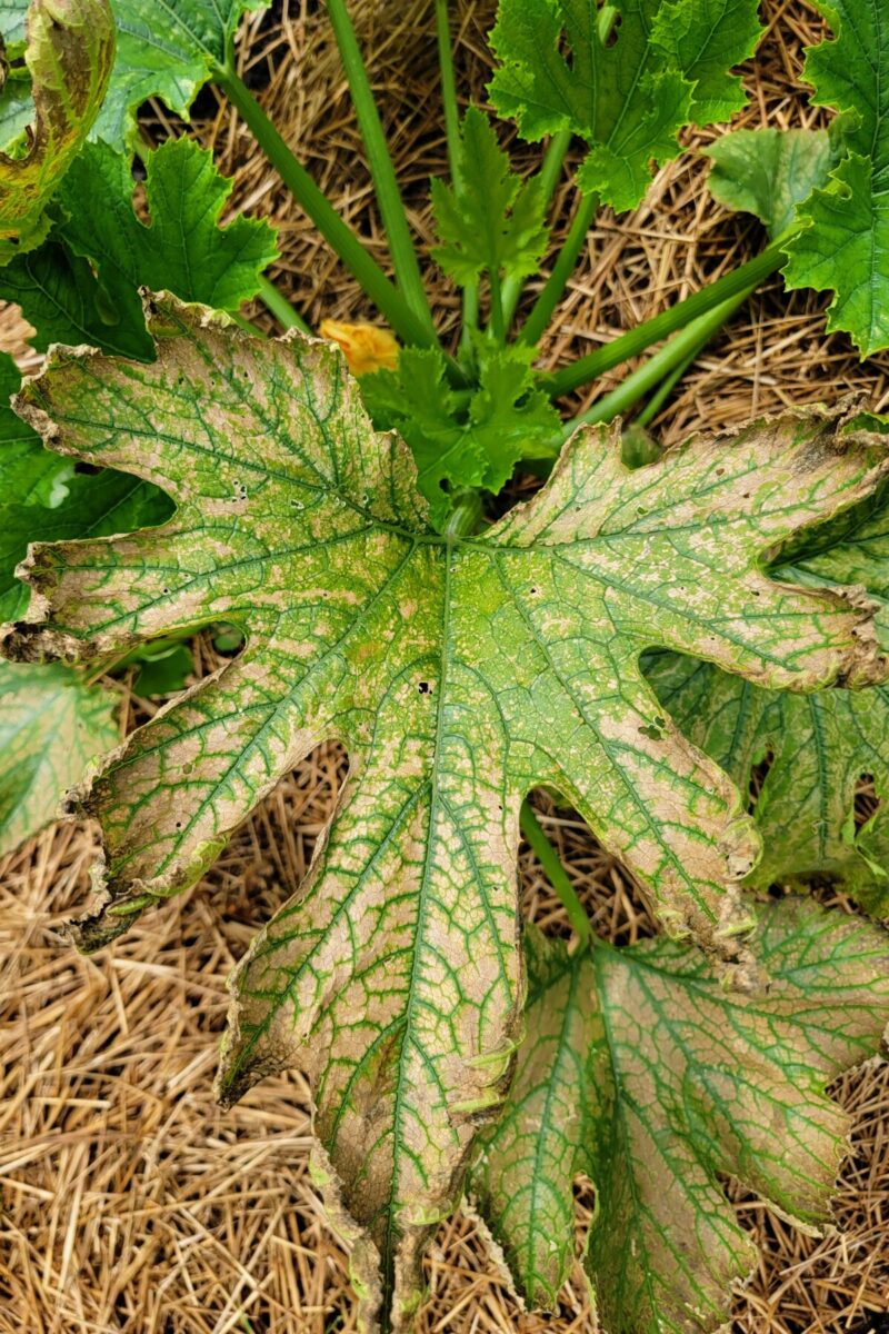 Diseased zucchini leaf