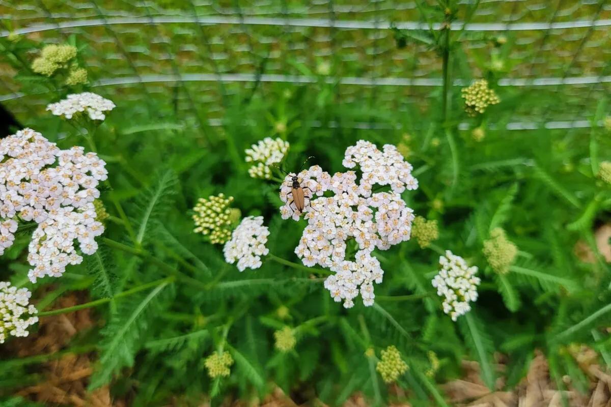 Blooming yarrow with a beetle on it