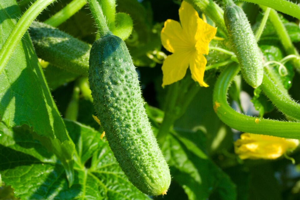 Bitter Cucumbers Why It Happens & How To Fix It