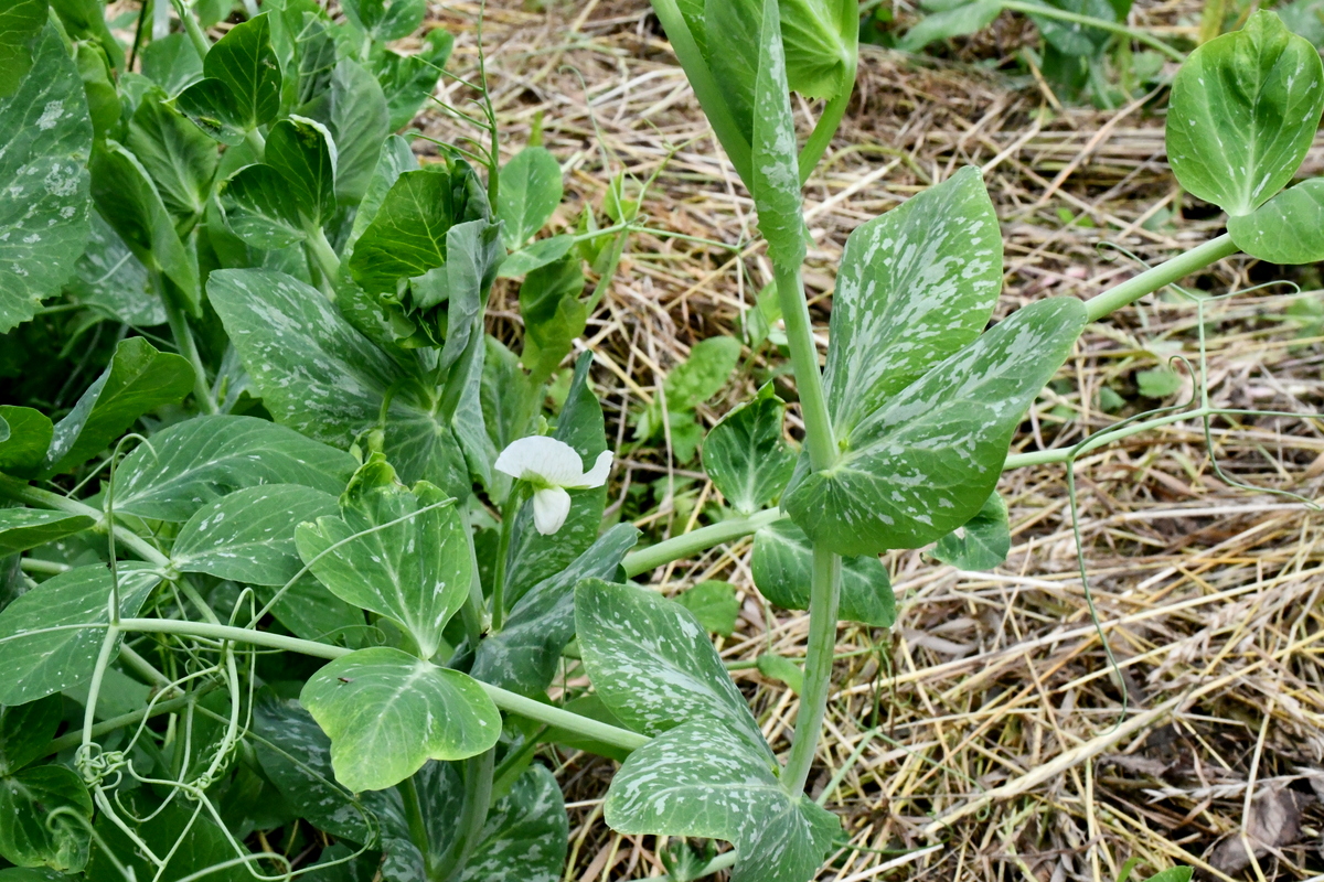 Close up of pea plant growing out of the ground