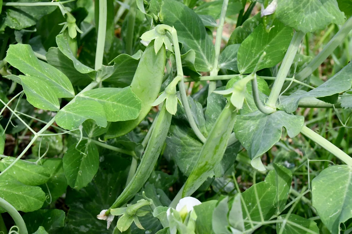 Peas growing in a garden