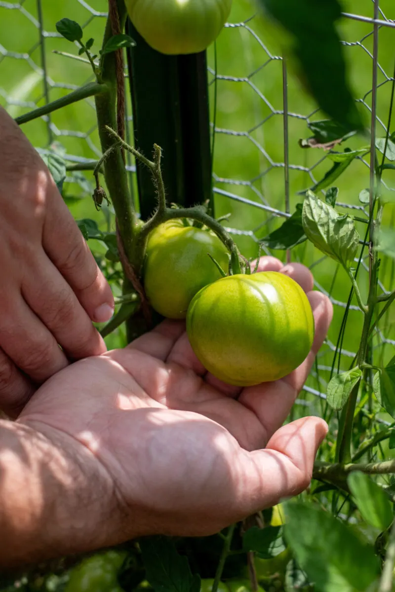 Man's hand holding ripening tomatoes.