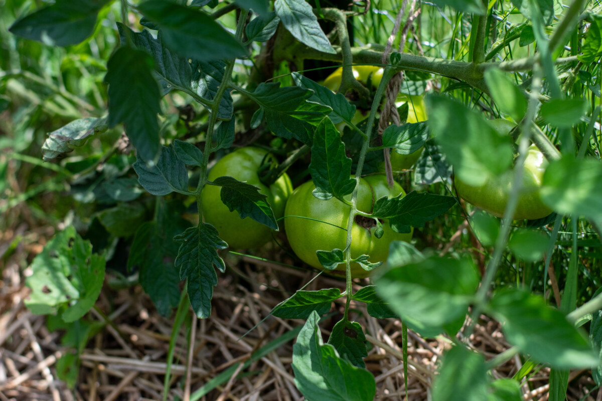 Green heirloom tomatoes stuck green because of heat.