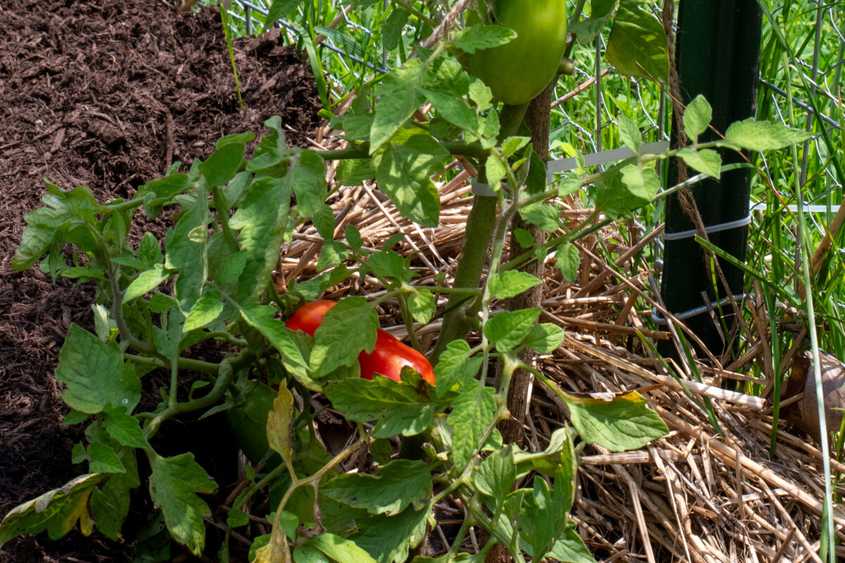 Indeterminate tomato growing in a garden