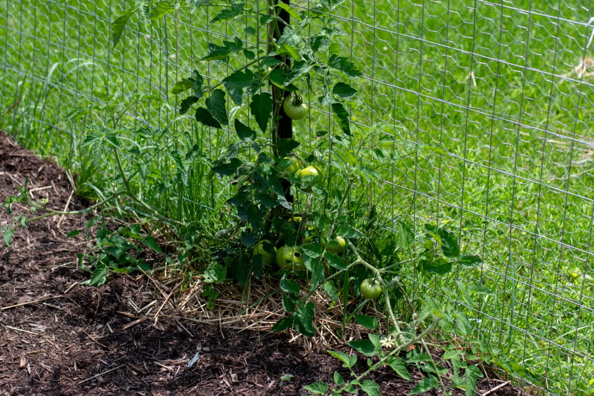 Tomato plant growing up fence