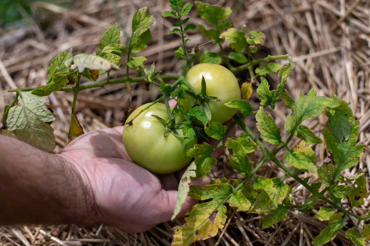 Man's hand holding two mature green tomatoes.