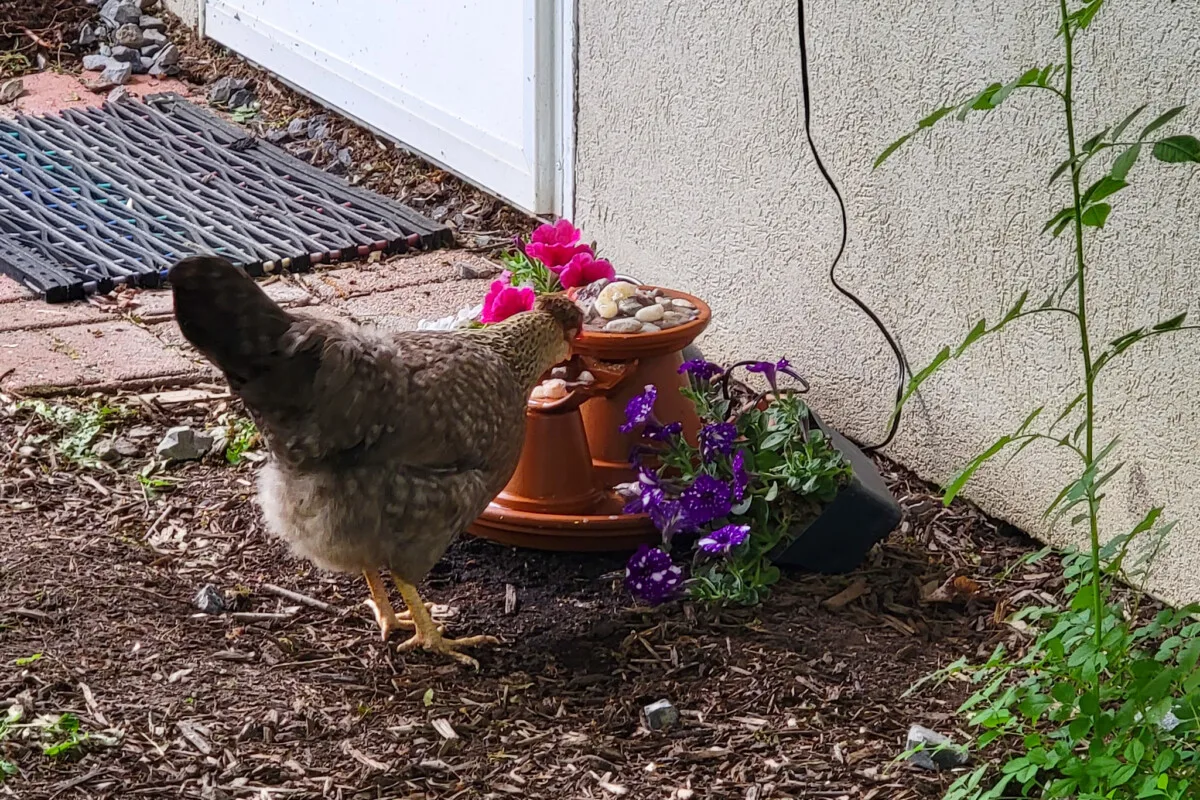 Chicken drinking water from a terracotta pot fountain