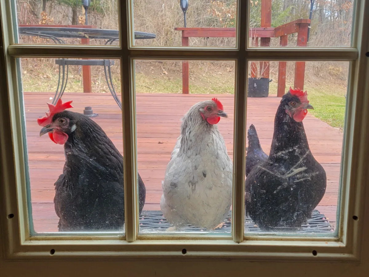 Three chickens standing outside the door on the back deck. 