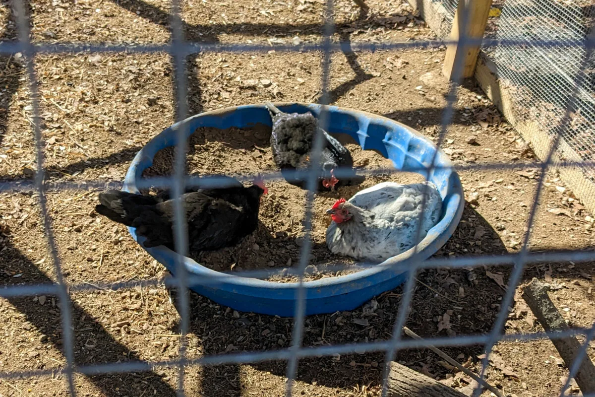 Three chickens in a dust bath made from a kiddie pool