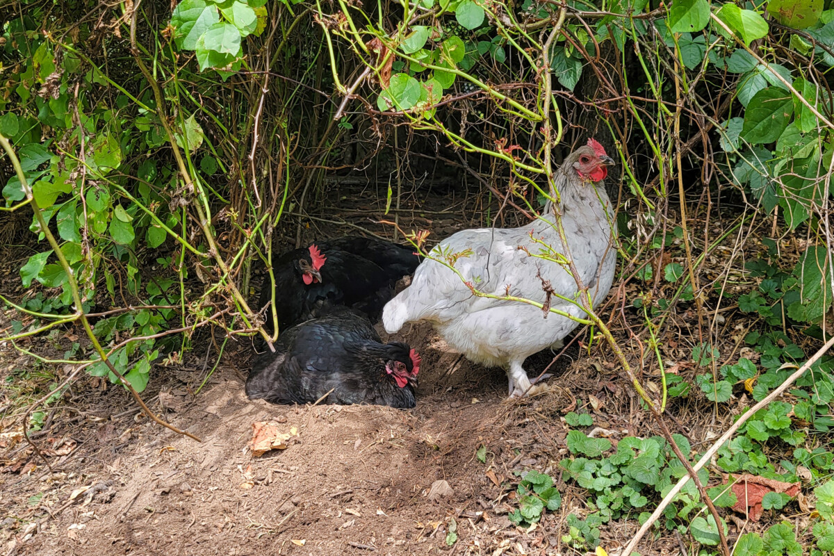 Chickens sitting in dust baths in a hedge