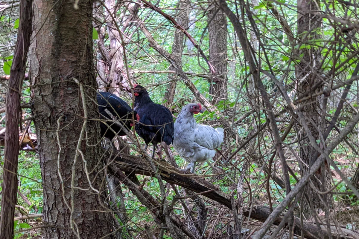 Chickens sitting on a downed tree limb in the woods. 