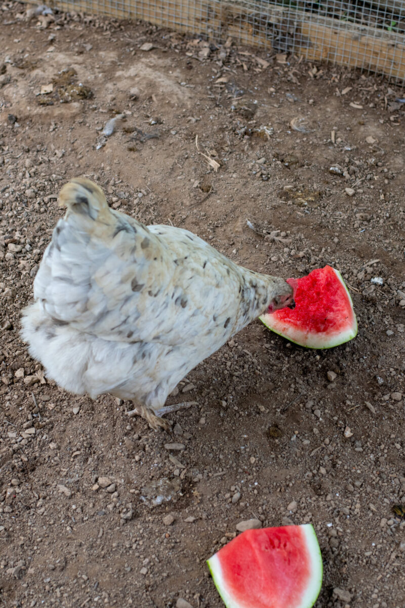 Chicken eating frozen watermelon.