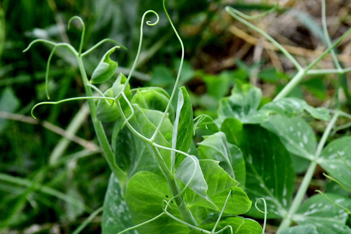 Pea tendrils at the end of the plant.