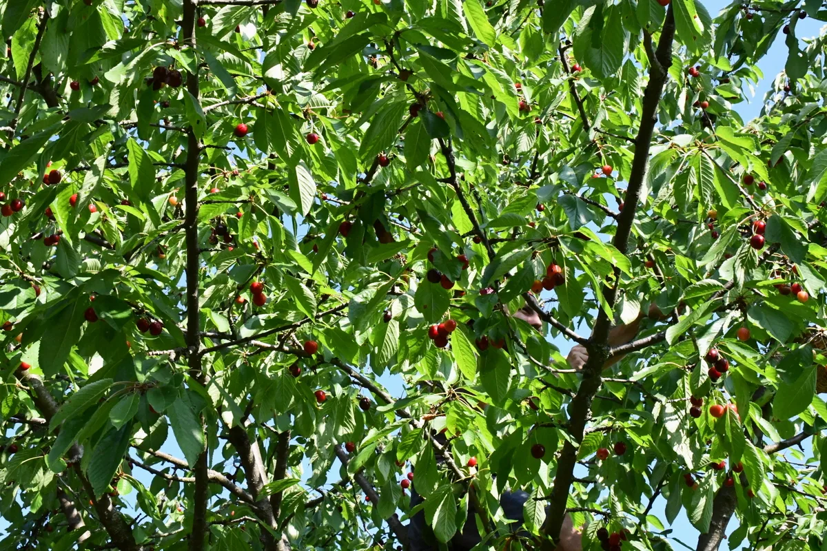 Man high up in a cherry tree picking cherries.