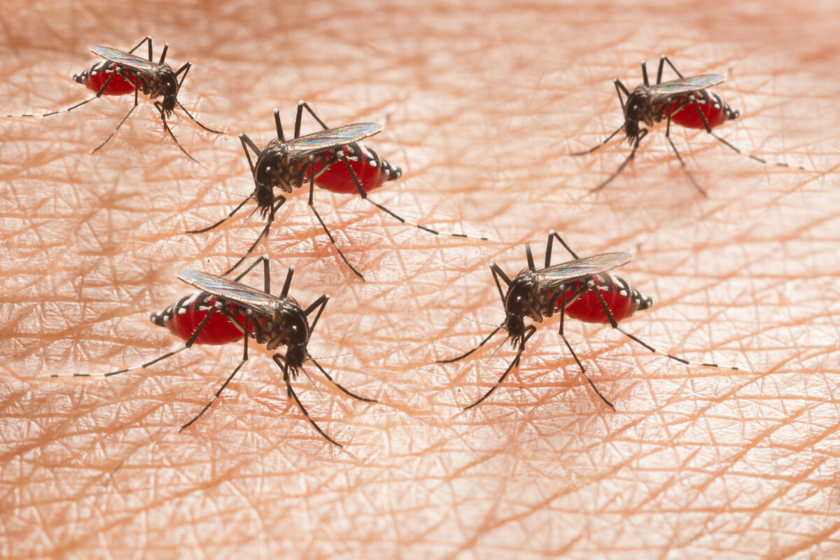 Several mosquitoes feeding on a patch of human skin