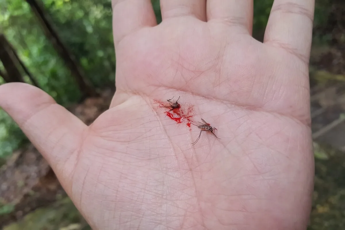 Two dead mosquitoes squashed on someone's hand