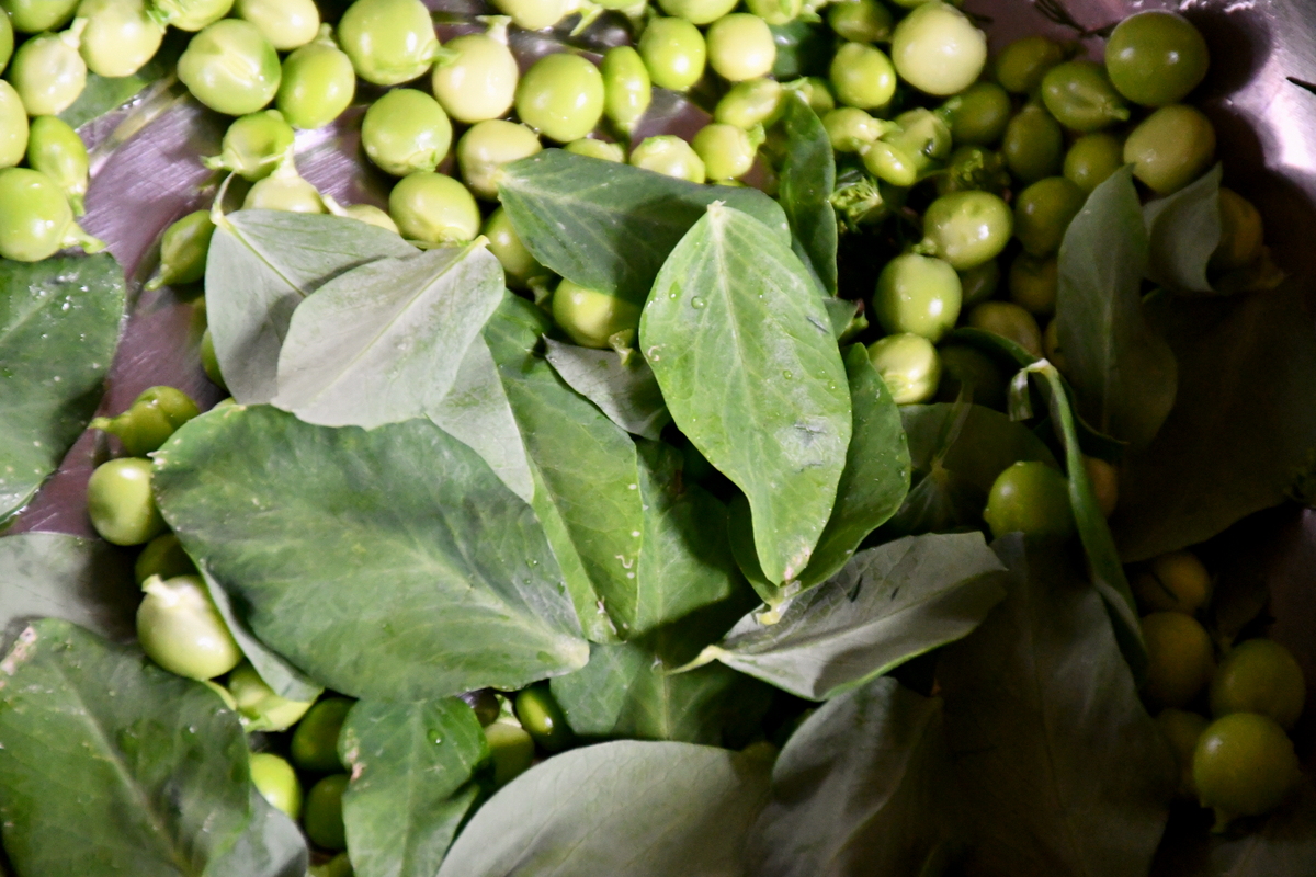 Shelled peas with pea leaves.