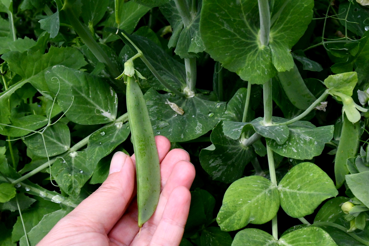 Woman's hand holding a pea pod growing from a vine