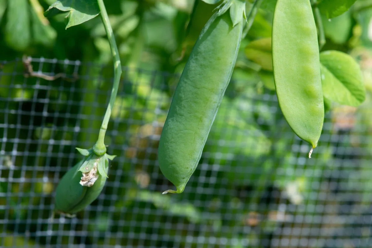 peas growing along netting