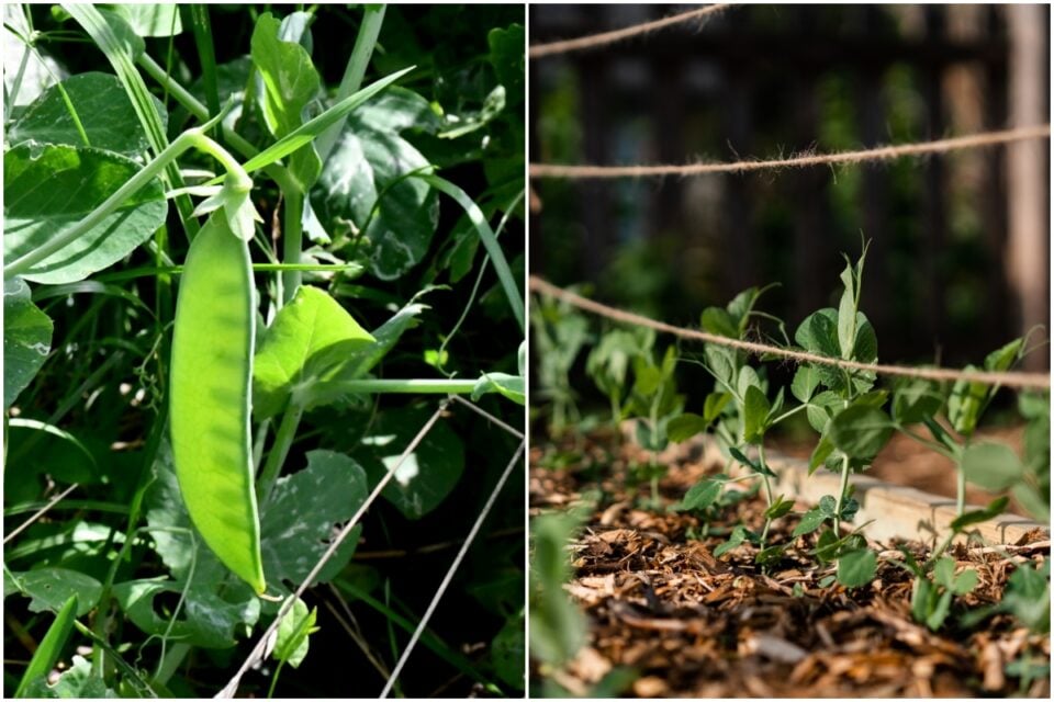 Easy DIY Pea Trellis Ideas (+ Eating Pea Tendrils & Leaves)