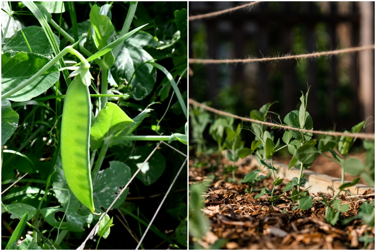 Collage, sunlight pea pod and a natural twin trellis 