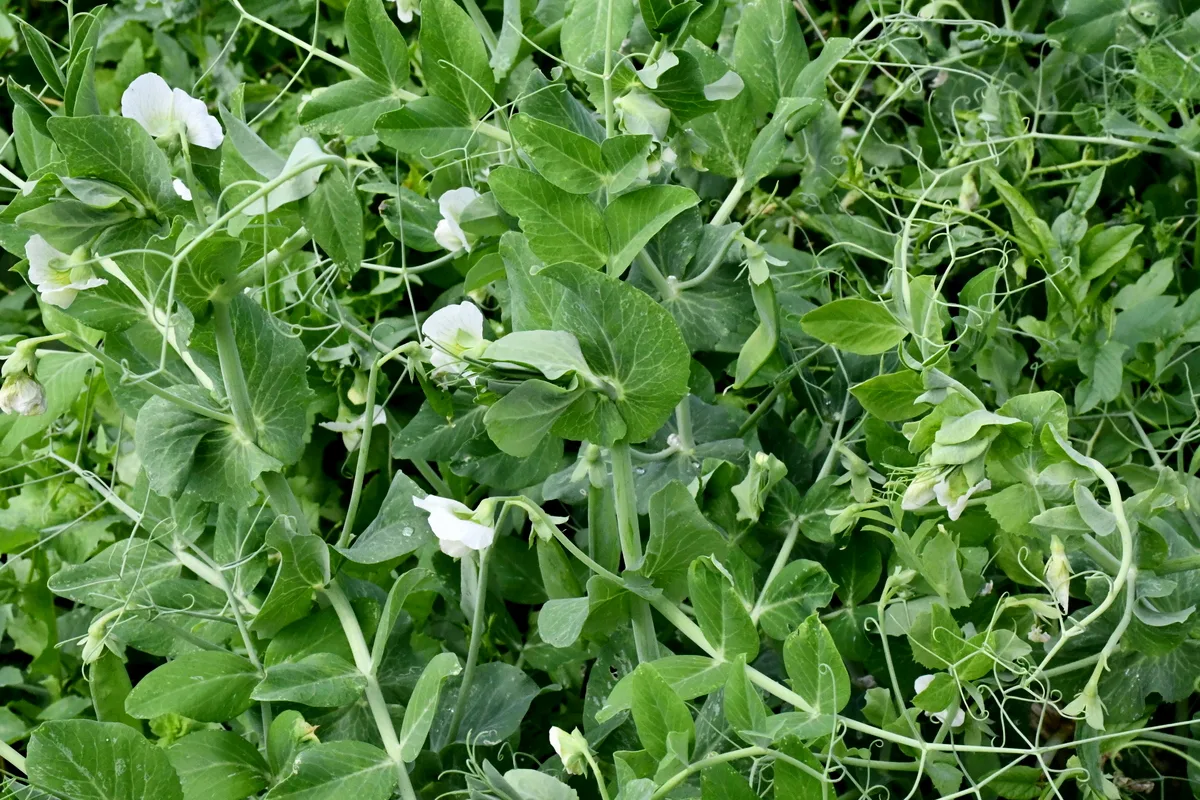 Mass of pea plants growing in a no-dig garden.
