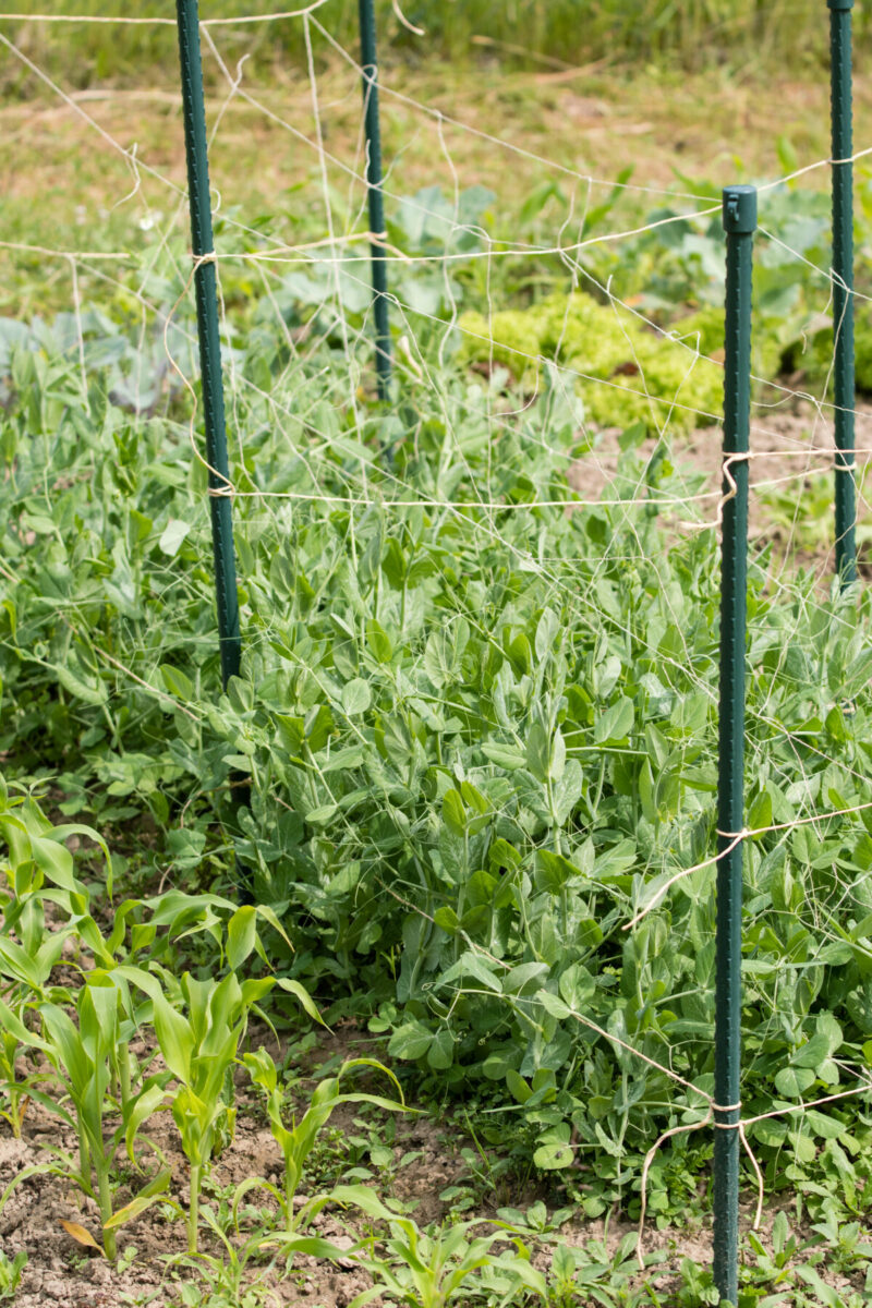 Pea trellis using plastic netting and stakes.