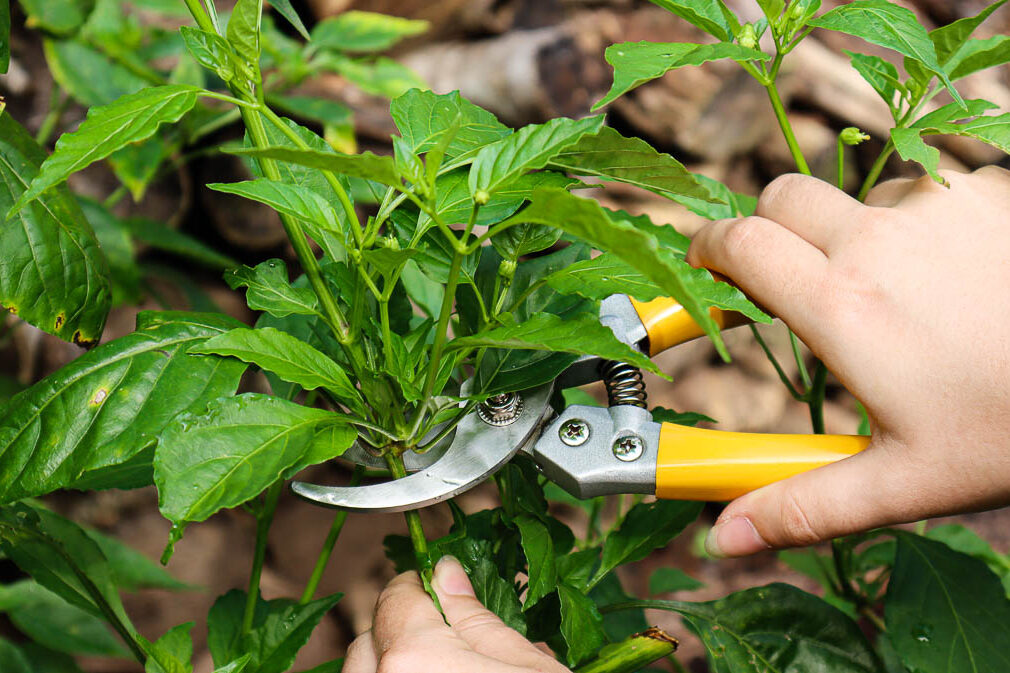 Hand holding pruning shears, pruning a pepper plant