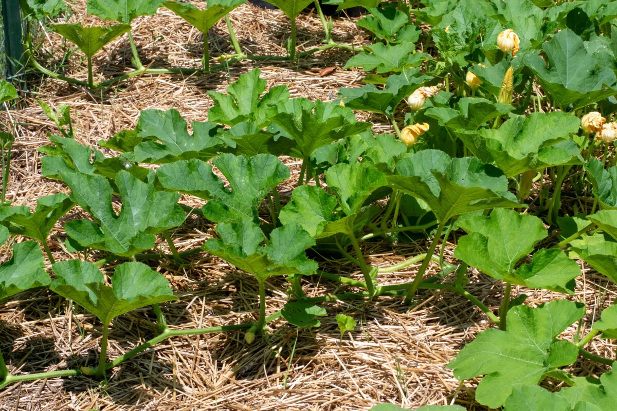 Pumpkins growing on a bed of mulch