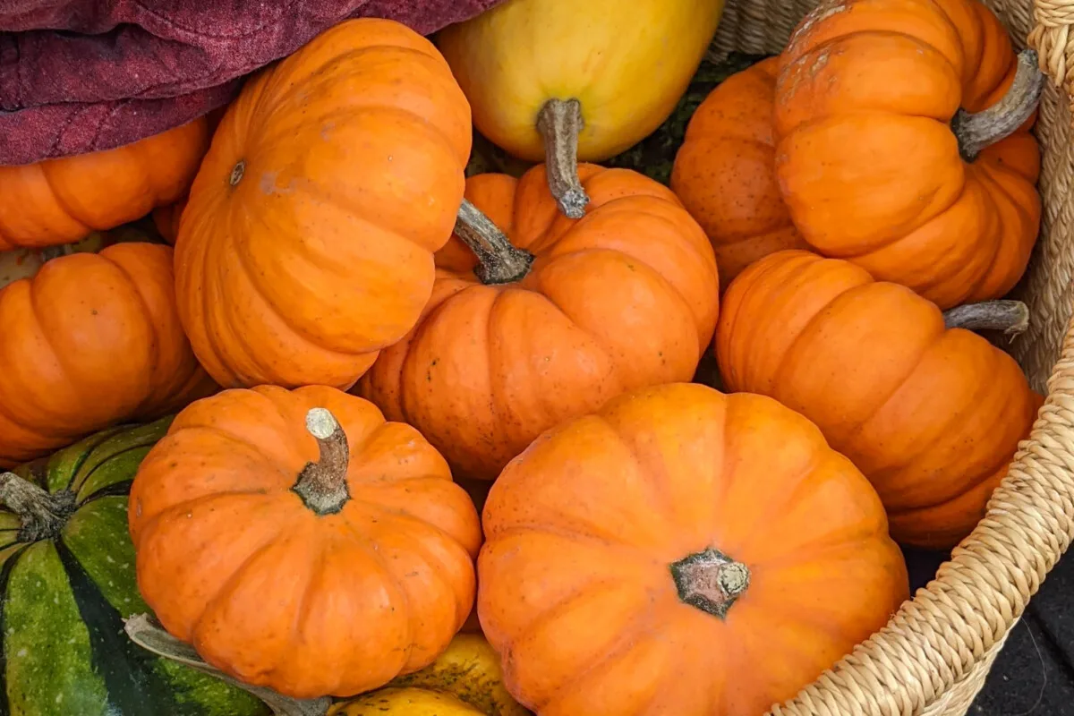 Basket full of Jack-be-little pumpkins