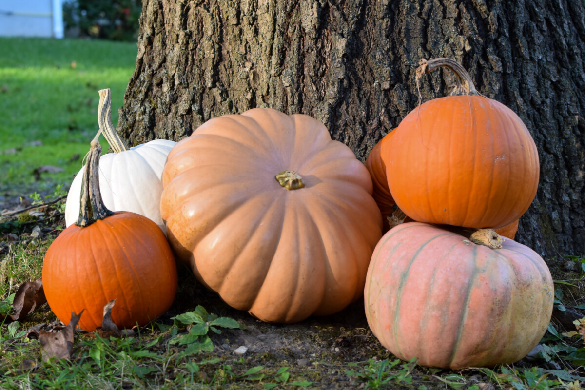 Stack of homegrown pumpkins against a tree.