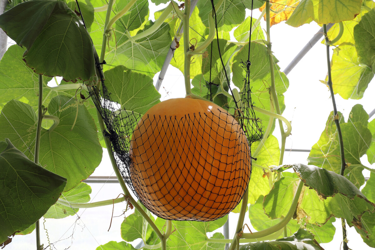 Pumpkin growing vertically supported by a net. 