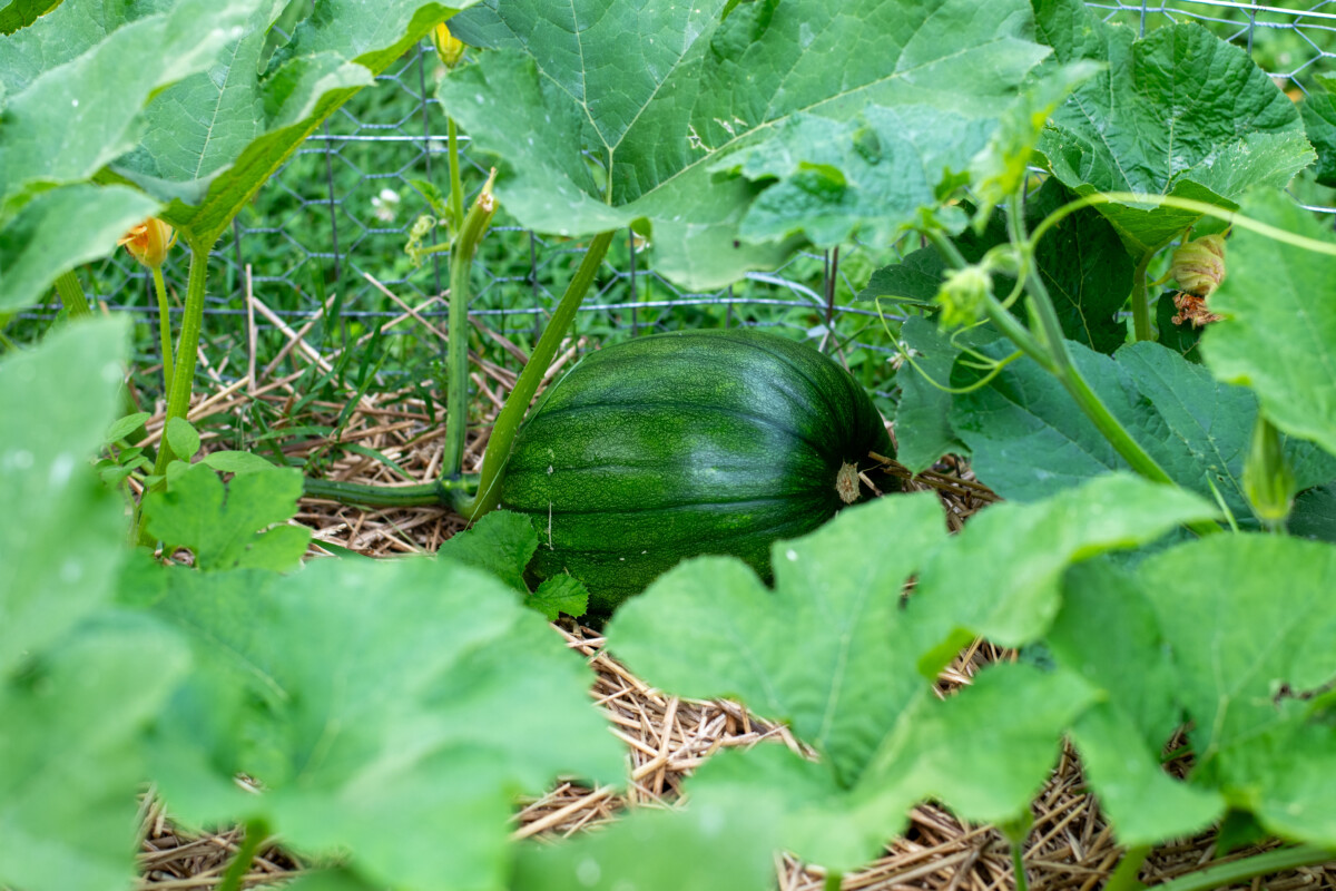 A green pumpkin growing in a pumpkin patch.
