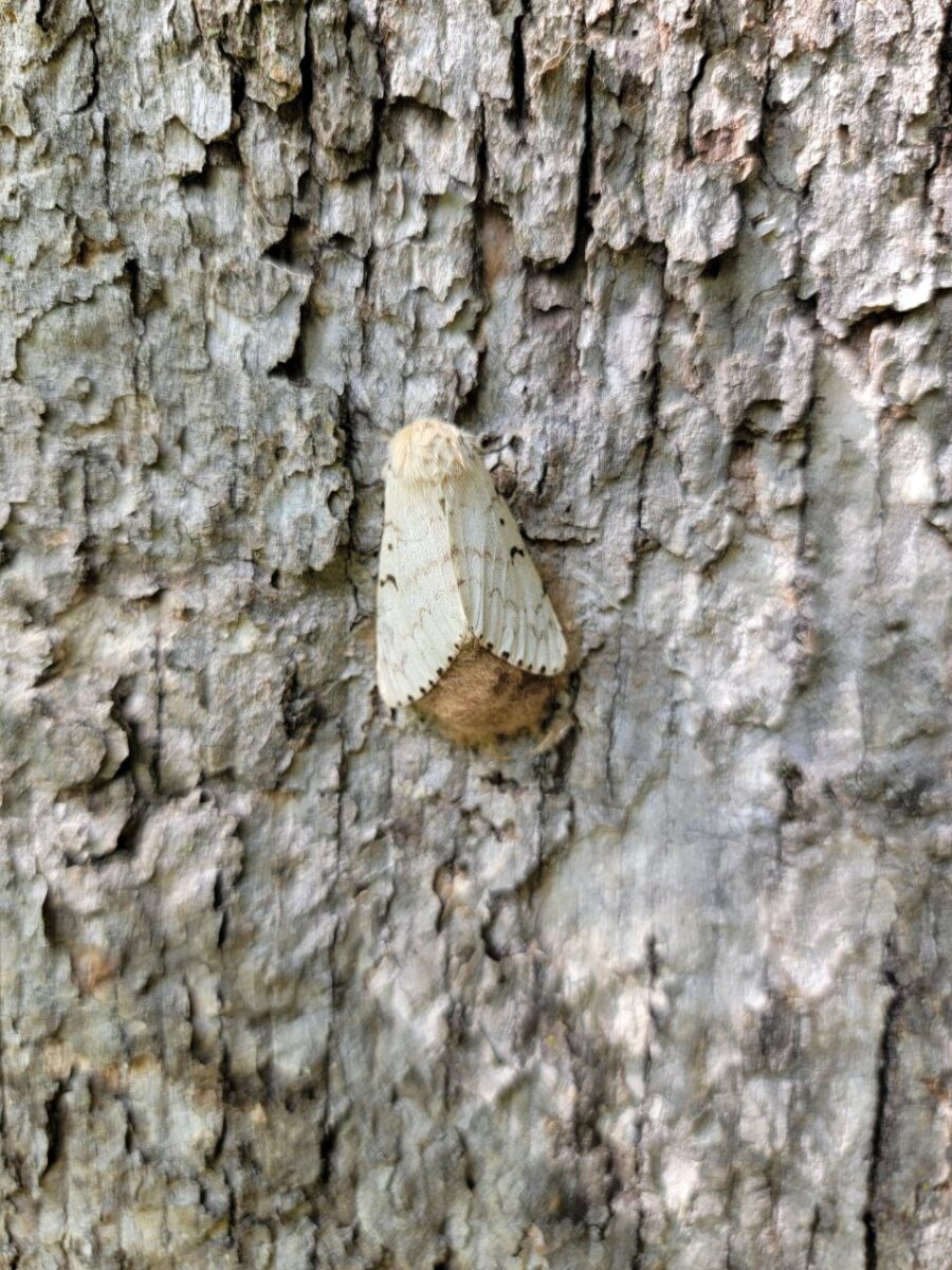 Female spongy moth laying eggs in egg sack