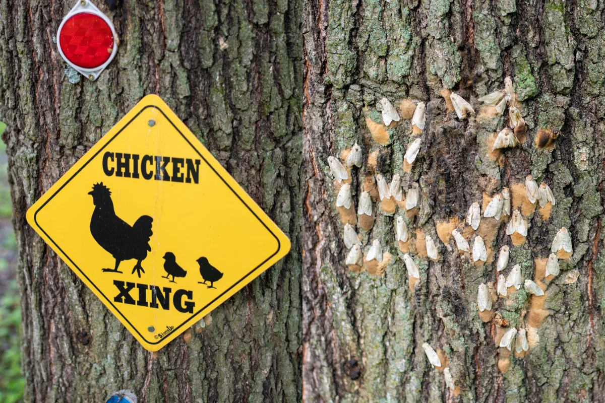 Photo of "chicken xing" sign and another photo of spongy moths hiding behind it.
