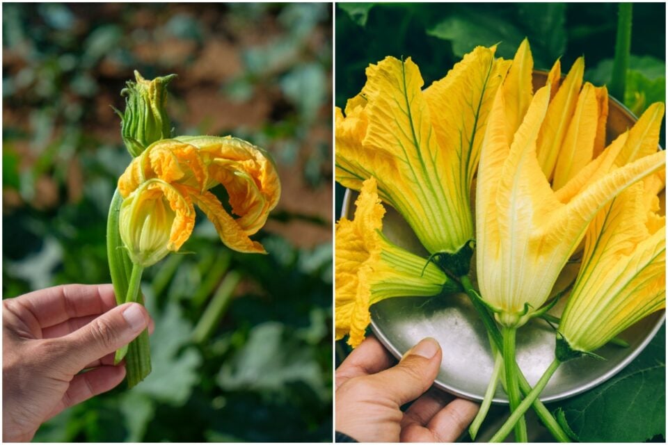 Zucchini Flower Recipes 20 Reasons To Pick Squash Blossoms