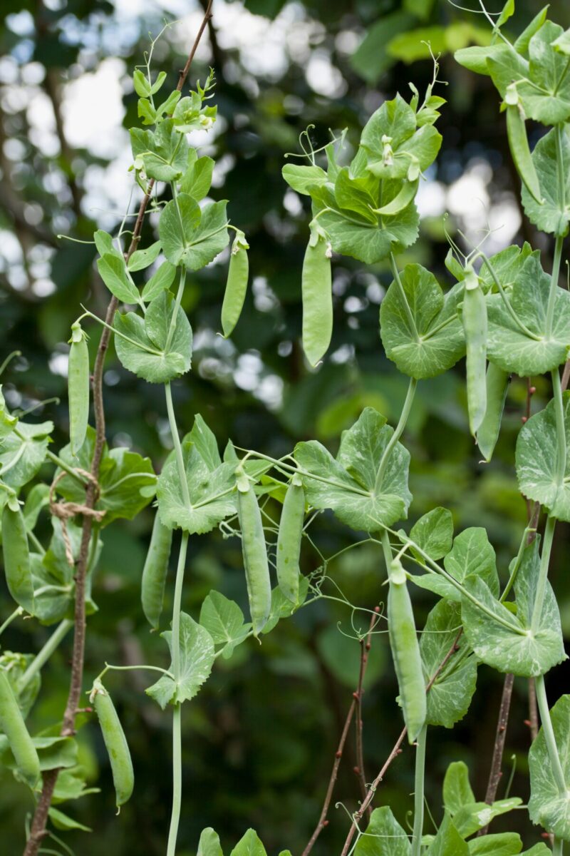 Peas growing in a garden soft focus background