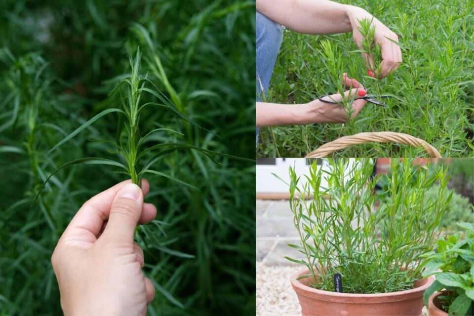 How To Grow Tarragon Best Varieties, Care Guide & Uses