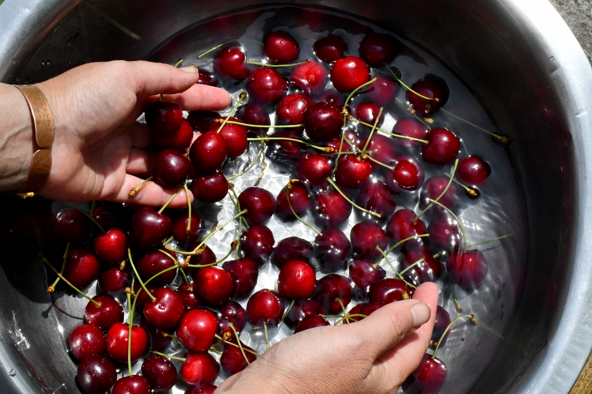 Woman's hands rinsing cherries in a bowl of water.
