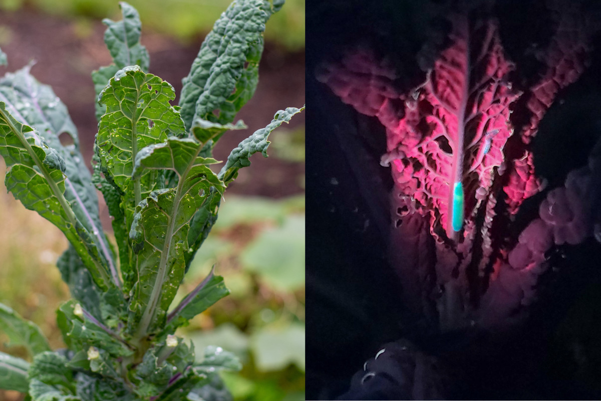 Two photos side by side, kale in the daylight, and kale at night under a UV flashlight showing glowing caterpillars.